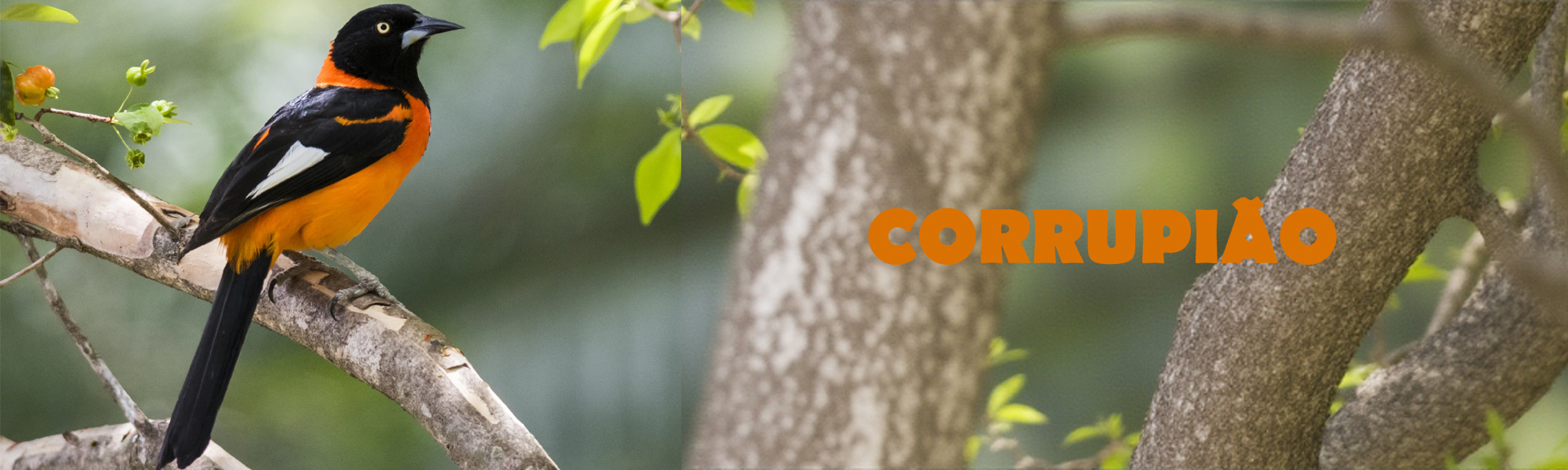 Corrupiao